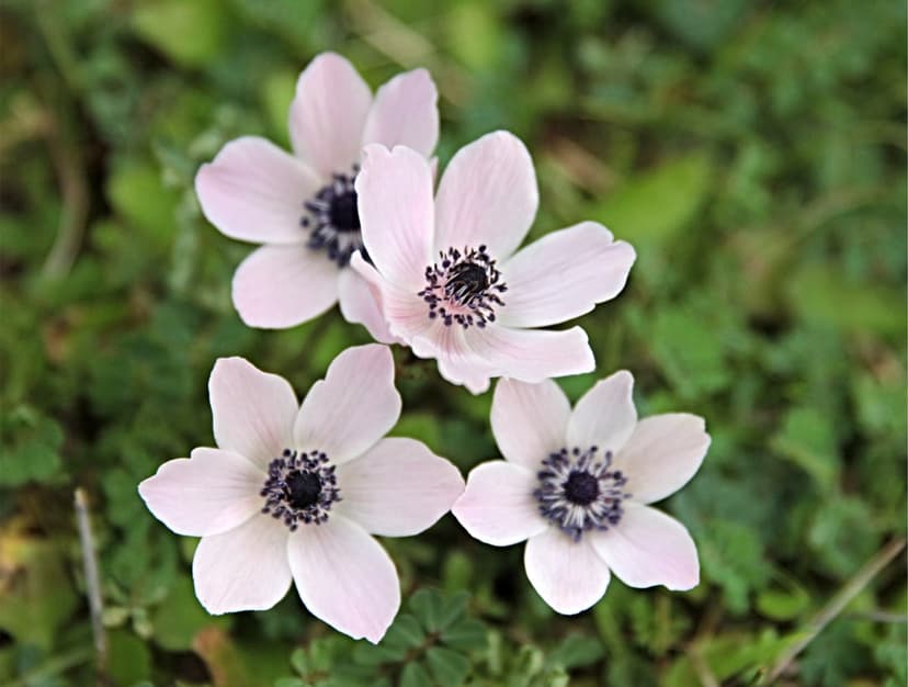 Four pink anemone flowers with dark centers bloom against a blurred green background in a vertical garden view.