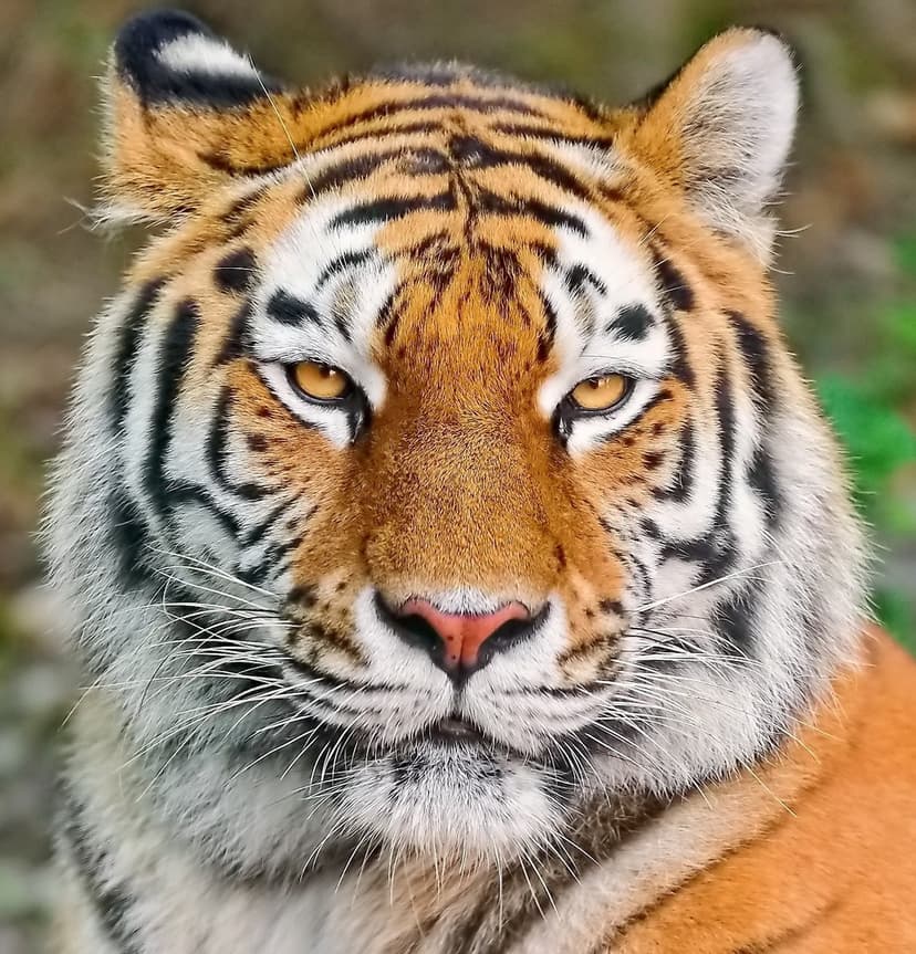 Tiger face close-up with orange and black stripes, long white whiskers, and piercing amber eyes in a portrait.