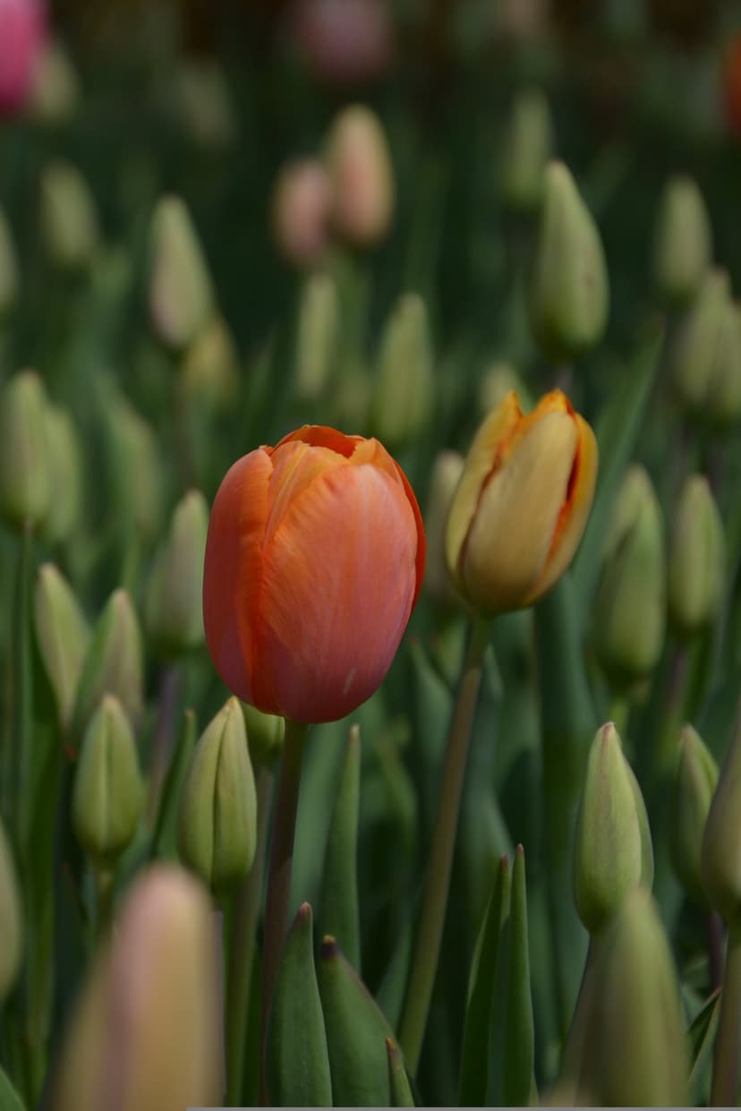 Orange and yellow tulips stand tall among green buds with a soft bokeh background in a bright spring garden.