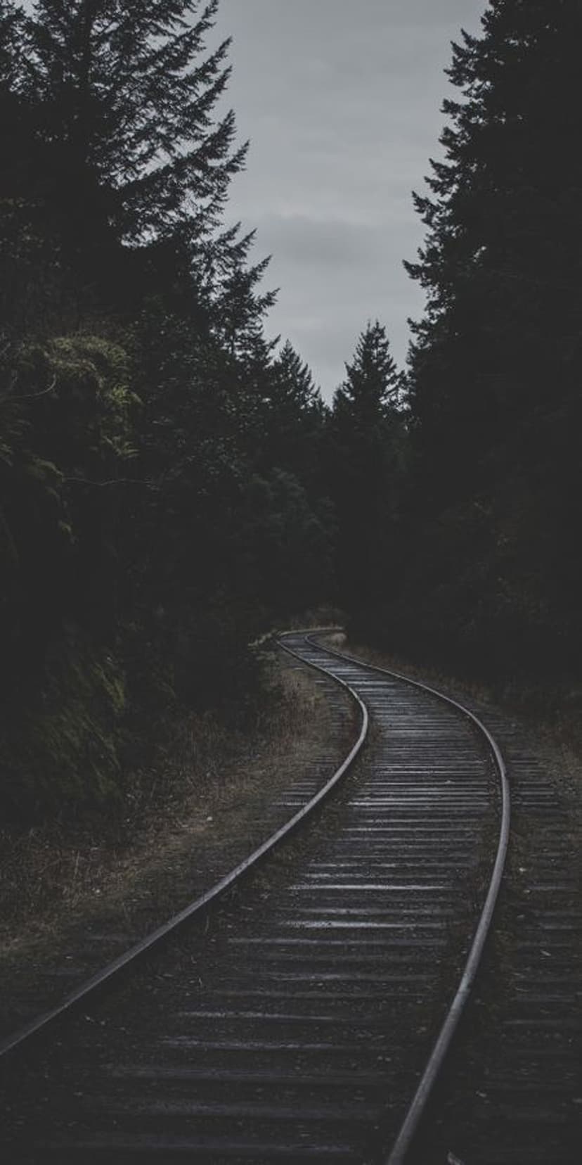 Railroad tracks curve into a dense dark coniferous forest under a gloomy overcast sky in a vertical view.