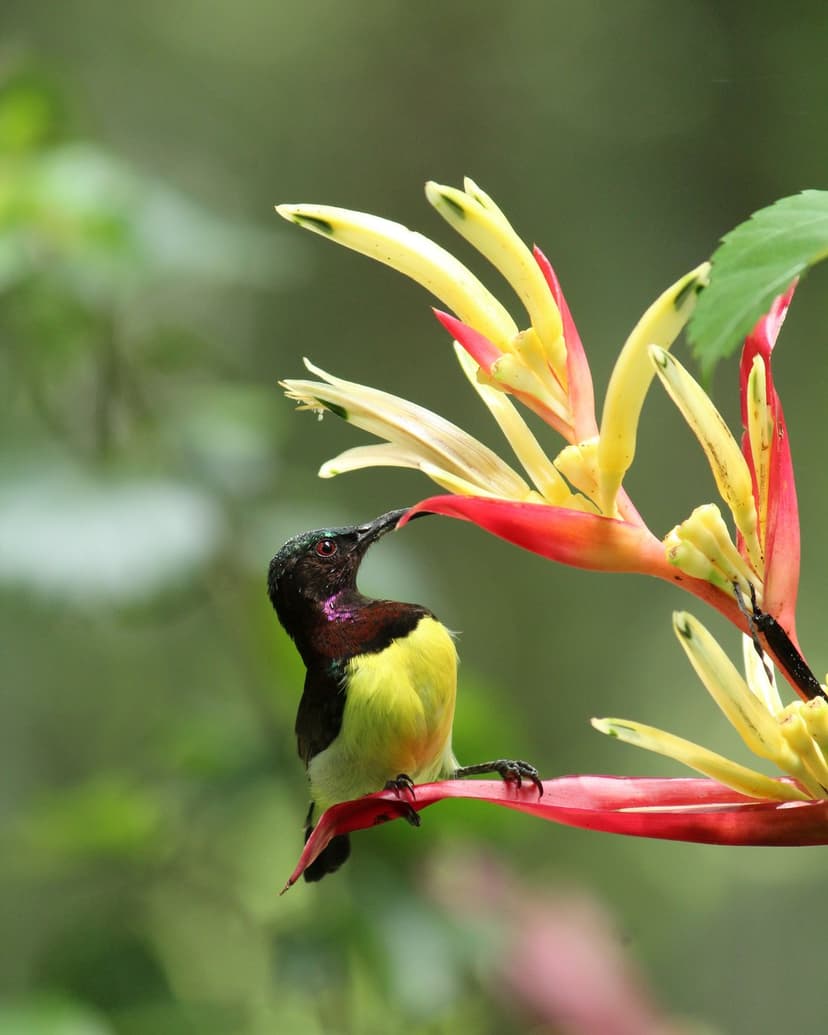 Purple sunbird feeds on a red and yellow Heliconia flower against a soft green tropical foliage background.