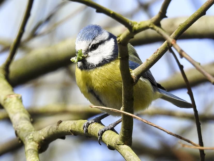 Blue tit bird with a yellow belly and blue cap holds a green insect while perched on a textured tree branch.