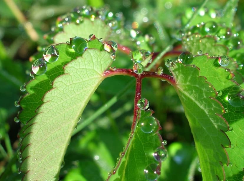 Clear water dewdrops rest on the edges of green leaves and red stems in a close-up macro nature shot.