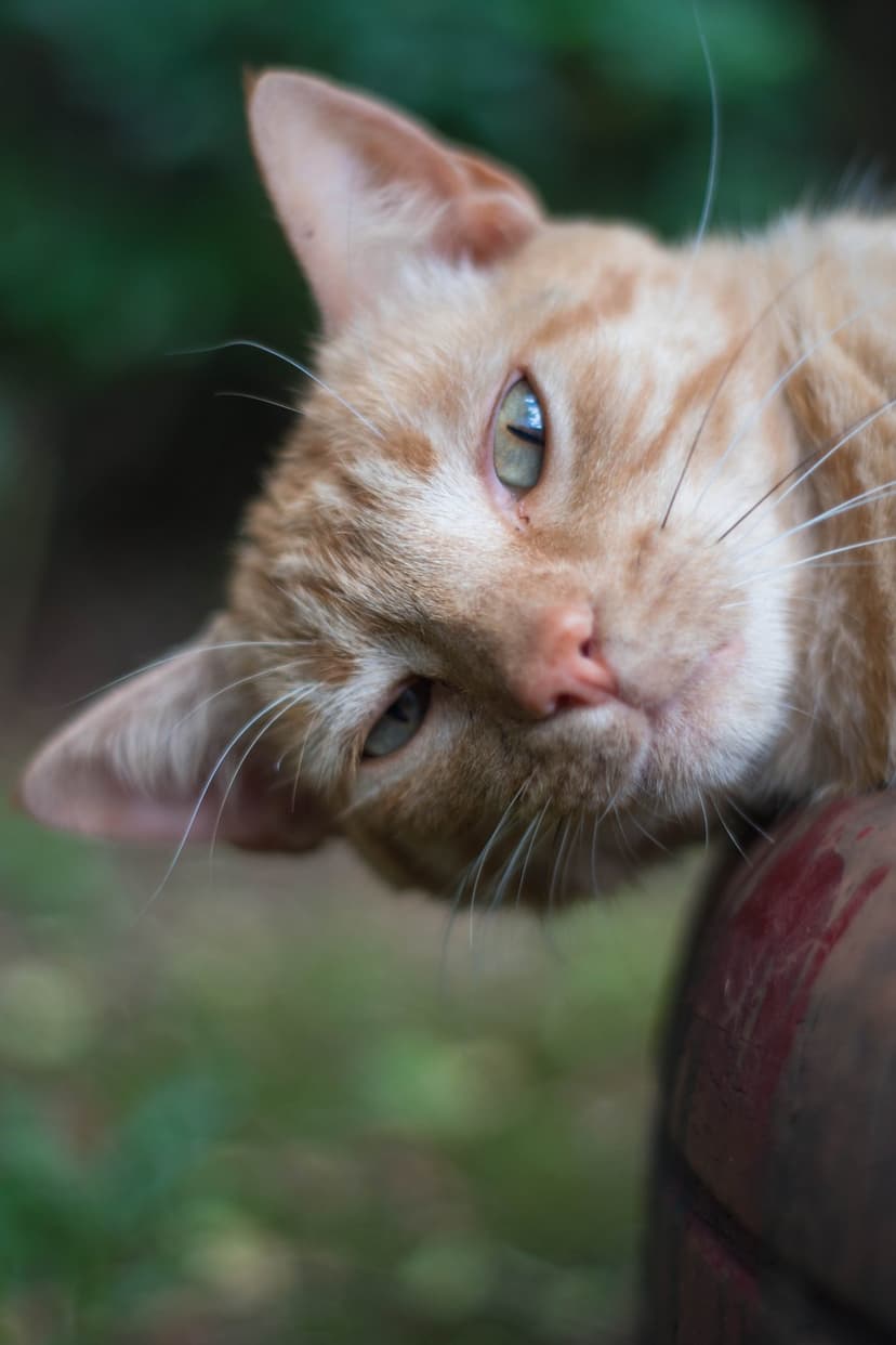 Orange tabby cat with striking green eyes and long white whiskers rests its head on a textured gray surface.