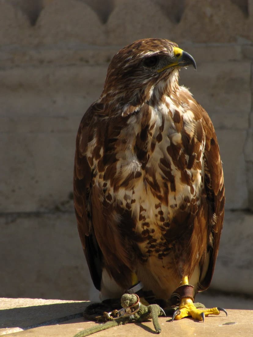 Buzzard with brown feathers and yellow beak perches on a stone ledge wearing leather falconry jesses.