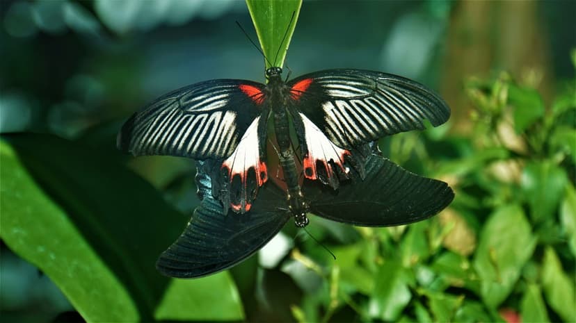 Two black butterflies with red and white spots mate on a green leaf against a blurred forest background.