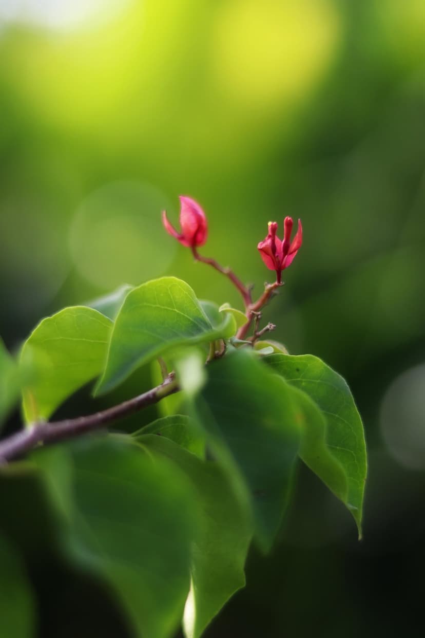 Pink bougainvillea buds cluster amidst green leaves with soft bokeh lights in a vertical macro garden close-up.