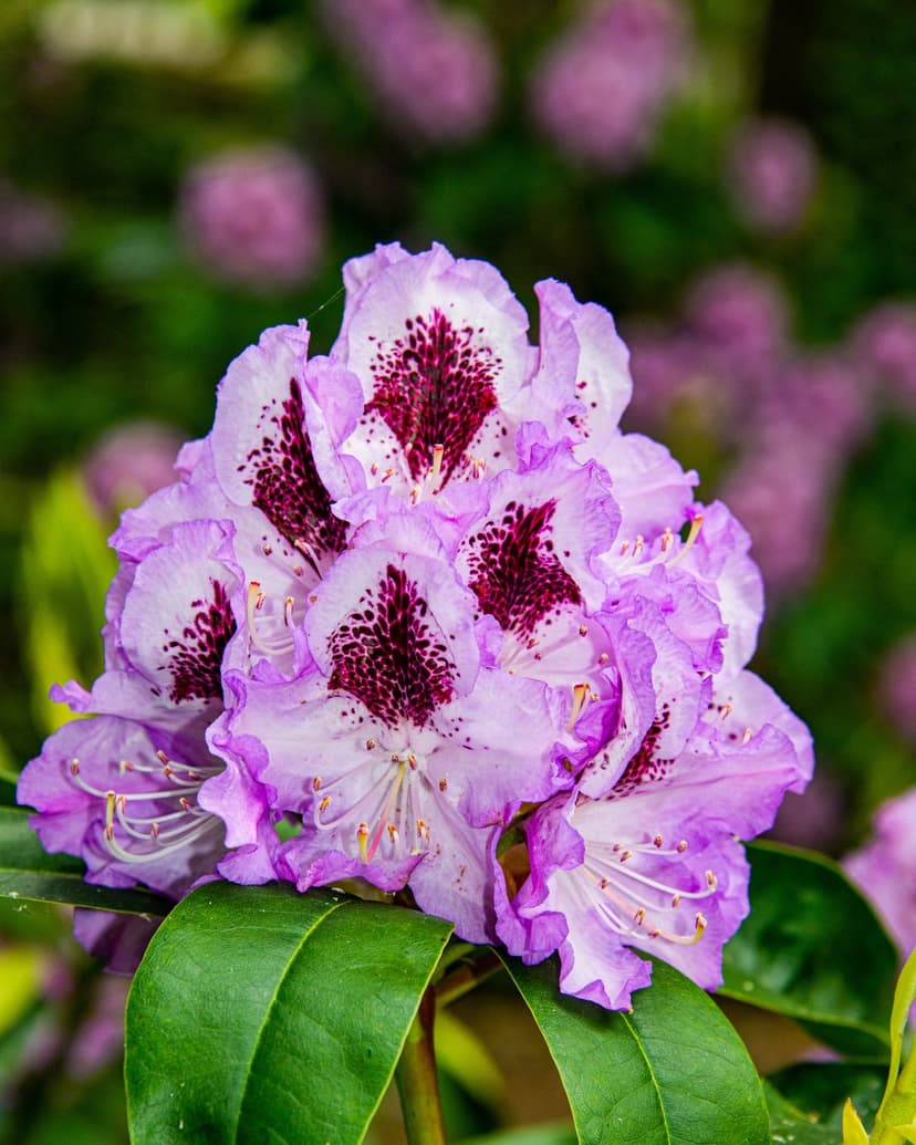 Pink and white rhododendron petals with purple speckles surround a dark center against a green leaf background.