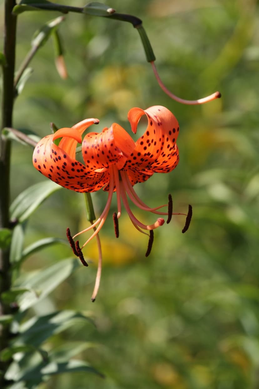 Tiger Lily blossom with orange speckled petals and long dark stamens against a blurred green garden background.