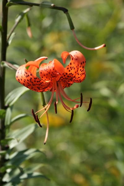 Tiger Lily Flower in Bloom with Black Spots