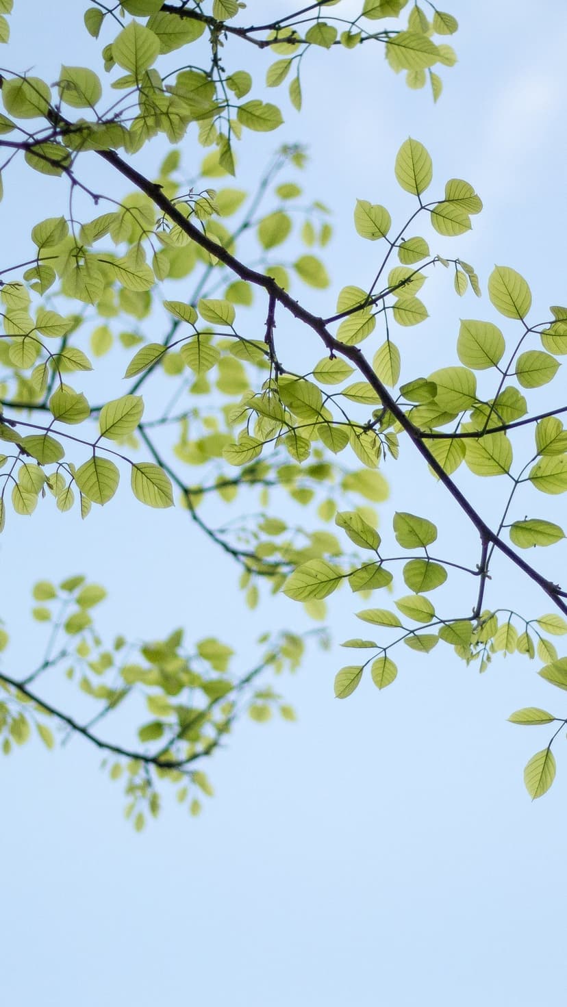 Light green leaves sprout from dark tree branches against a soft blue sky with a shallow depth of field effect.