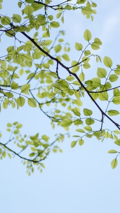 Light Green Leaves on Tree Branches Against Blue Sky