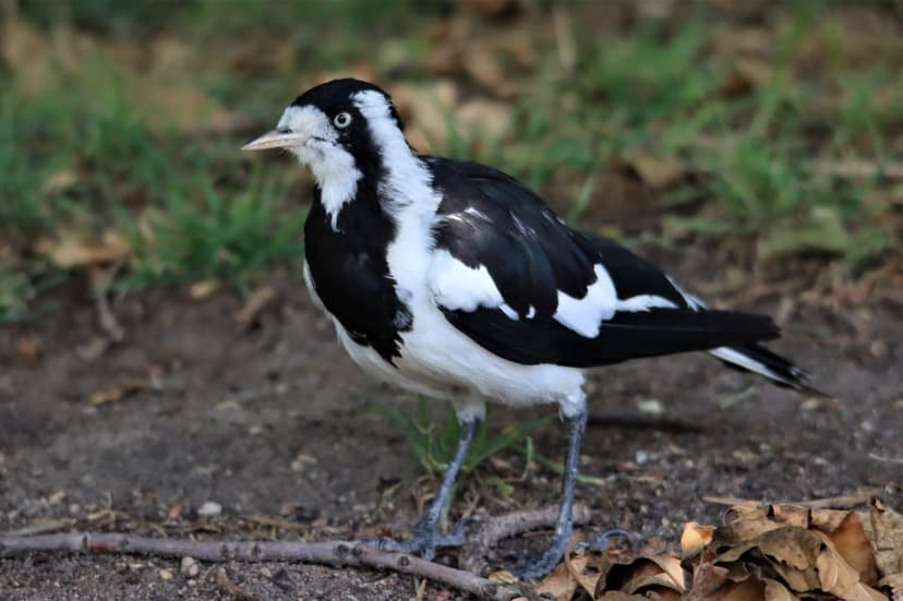 Oriental Magpie-Robin bird with black and white plumage stands on the ground amidst fallen leaves and grass.