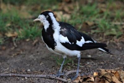 Sharp Magpie Robin Bird Smartphone Nature Backdrop
