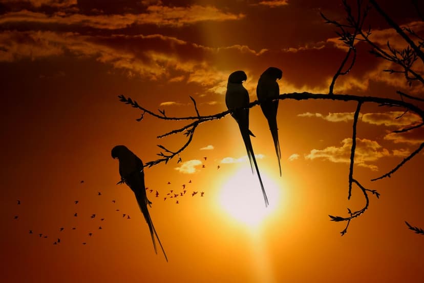 Three parrots on a branch silhouetted against a radiant orange sunset with glowing clouds and distant birds.