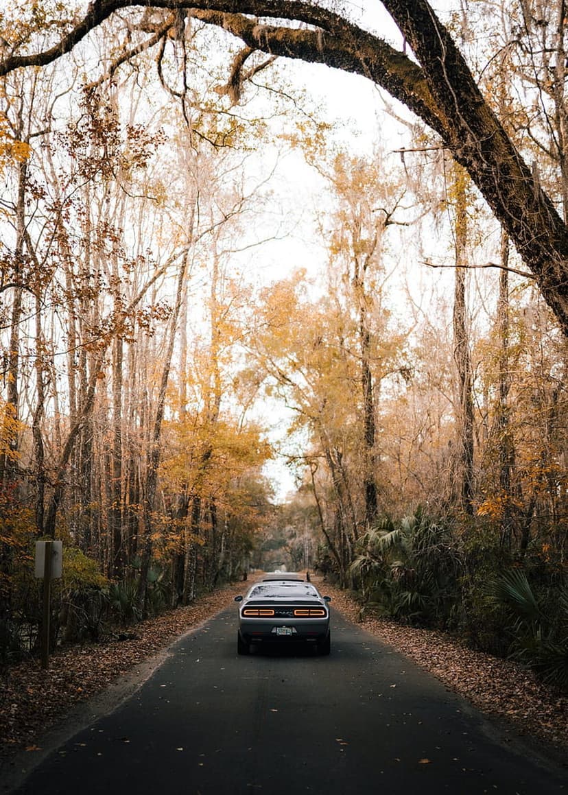 Dark sports car driving on a winding road through a forest with orange and yellow autumn leaves in sunlight.