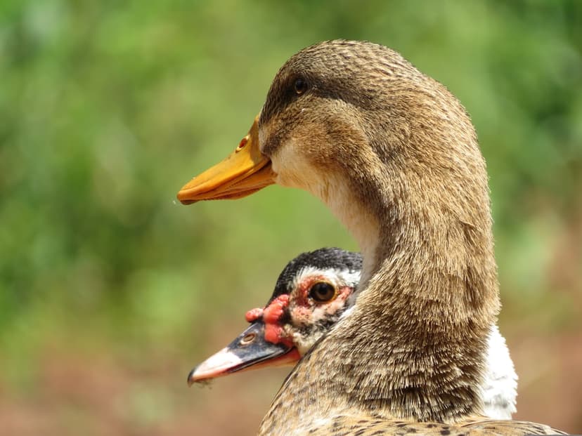 Muscovy ducks with red facial caruncles and brown feathers rest against a soft green blurred background.