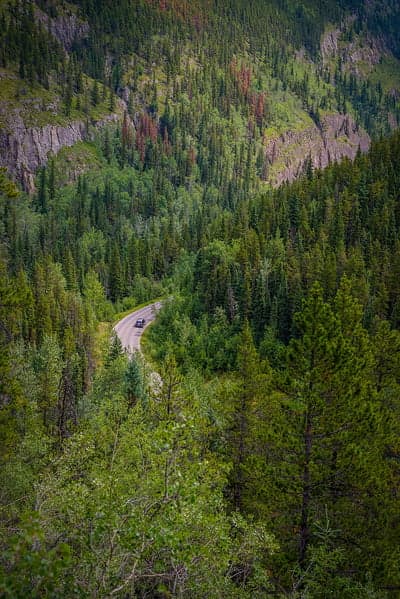 Verdant Alpine Path Winding Through Dense Pine Woods
