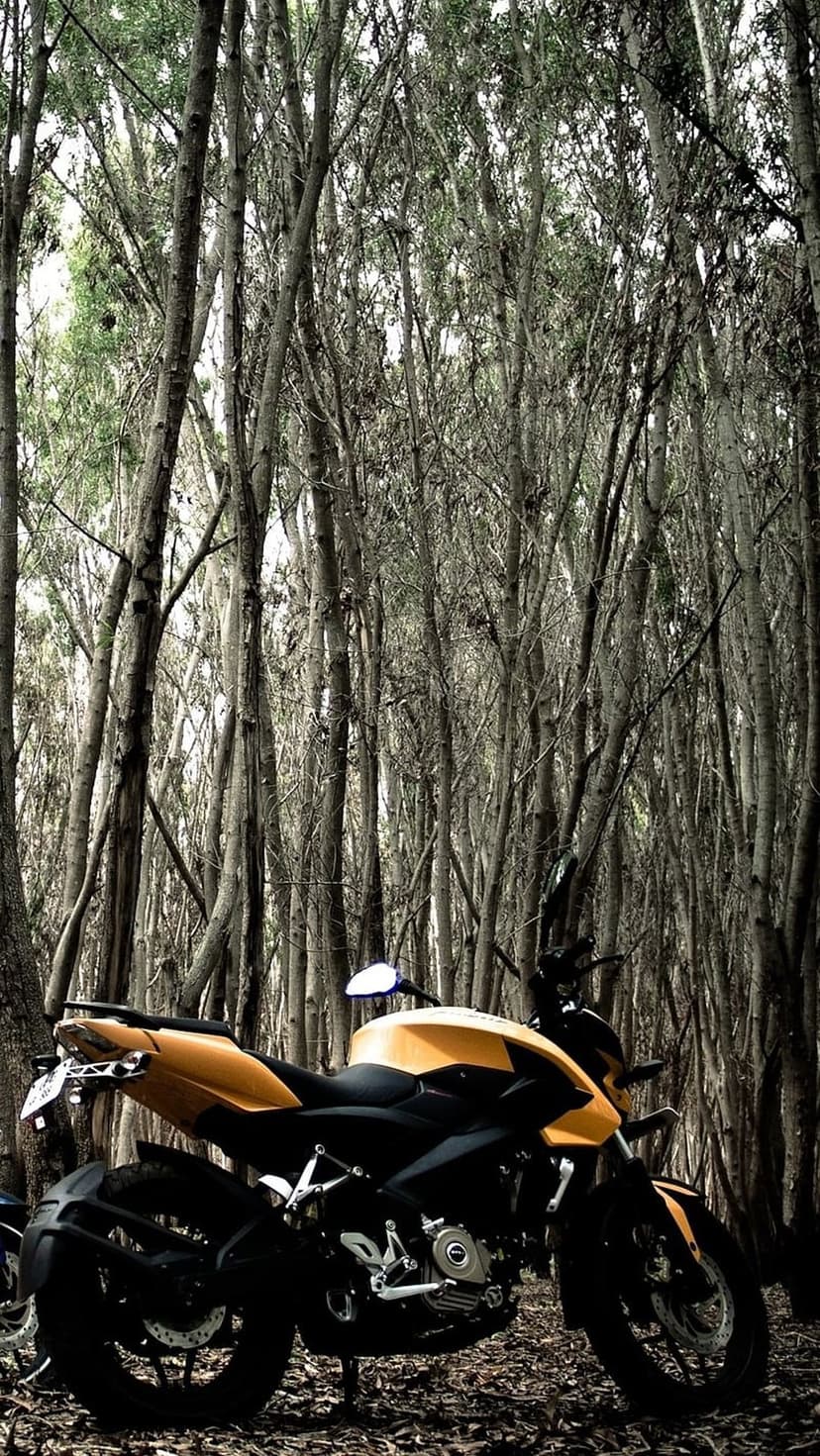 Yellow sport motorcycle parked on a leaf-covered forest floor surrounded by tall slender trees with no leaves.