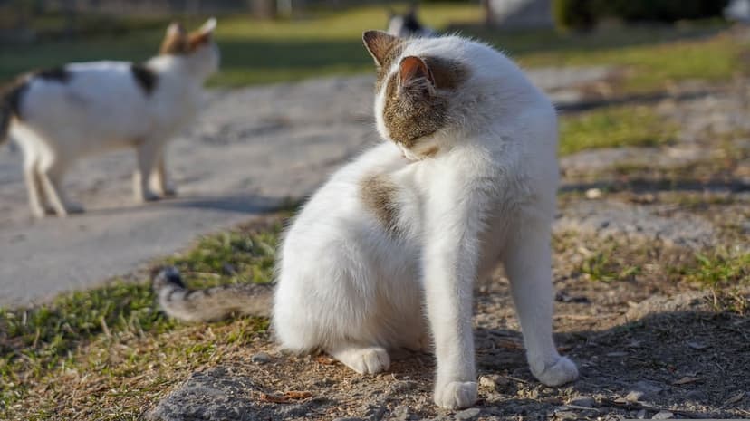 White and brown cat grooming its back on sunny grass with another feline standing in the blurred background.