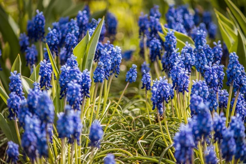 Blue grape hyacinth clusters bloom against green leaves, providing a detailed floral texture for phone screens.