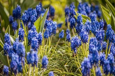 Blue Grape Hyacinths in Bloom