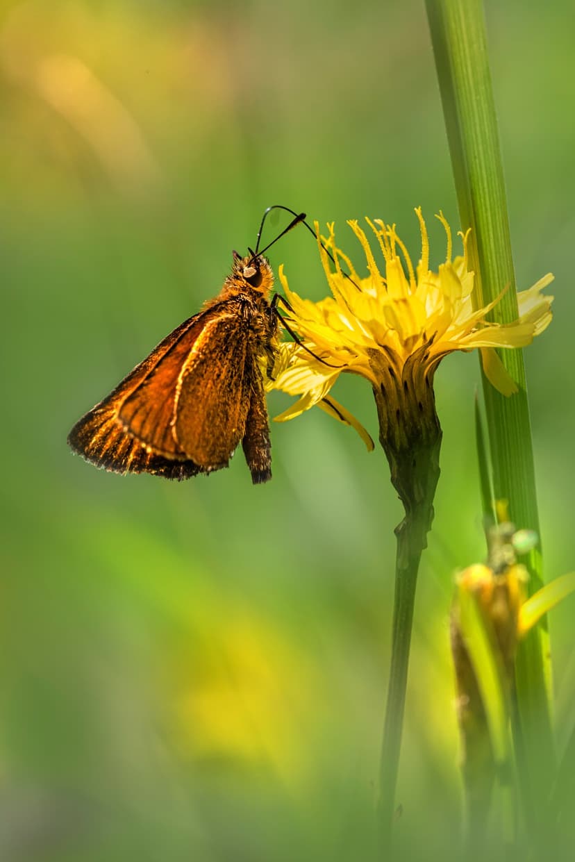 Orange skipper butterfly with fuzzy antennae perched on a yellow flower against a soft green blurred background.