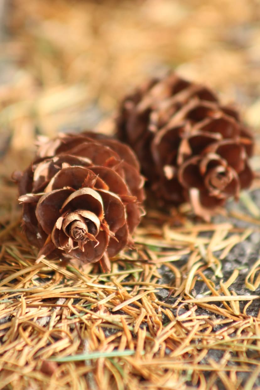 Two brown pine cones with layered scales sit on a dense bed of dry tan needles with a blurred forest background.
