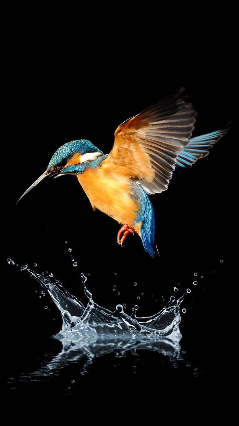 Kingfisher bird with blue and orange feathers dives into a dark pool, creating a dramatic white water splash.