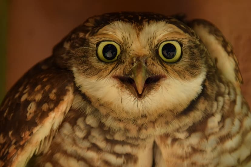 Burrowing owl with large yellow eyes and speckled feathers tilts its head against a soft brown blurred background.