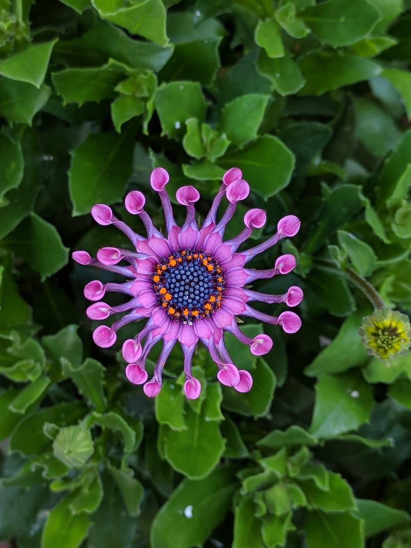 Purple African daisy with spoon-shaped petals and a dark blue center sits against a blurred green leaf background.