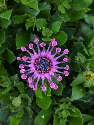 Purple Osteospermum Daisy Mobile Wallpaper with Blue Center