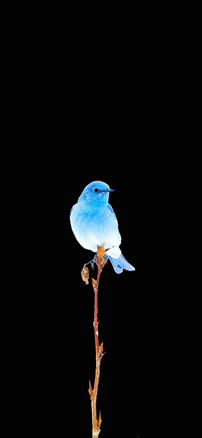 Neon blue songbird with detailed feathers perched on a thin brown branch against a solid black background.