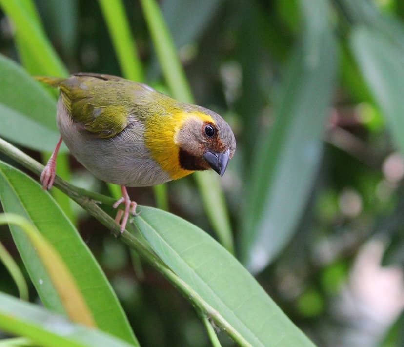 Yellow-breasted songbird looking down from a thin branch with its beak open amidst lush green foliage.
