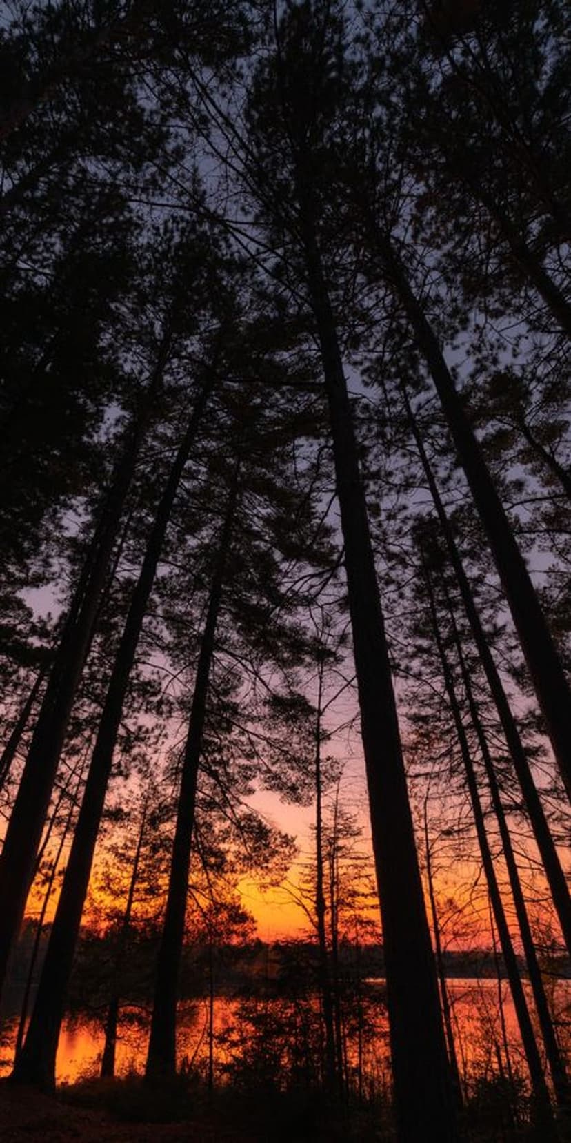 Dark pine silhouettes stand against a crimson and purple sunset sky reflected in a calm forest lake during dusk.