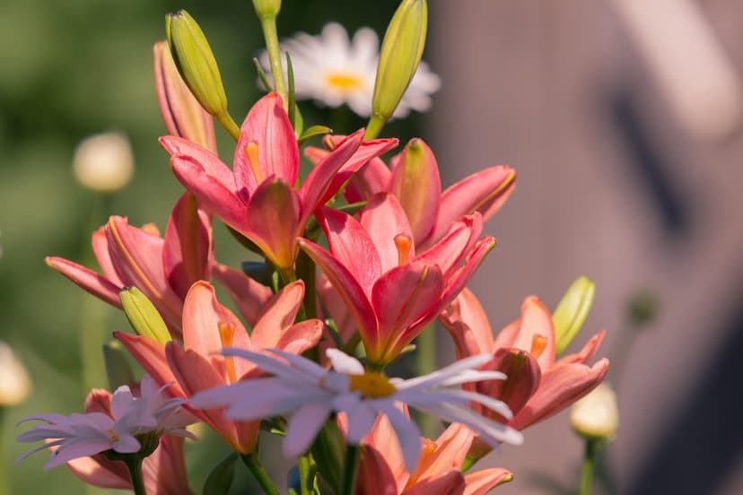 Pink lily petals and white daisies glow under warm sun rays in a vertical botanical garden composition.