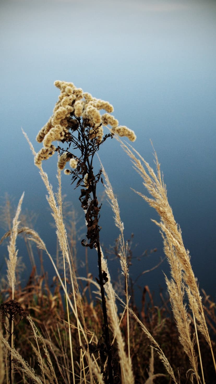 Goldenrod seed heads and dry grasses appear in sharp focus against a soft blue water background during autumn.