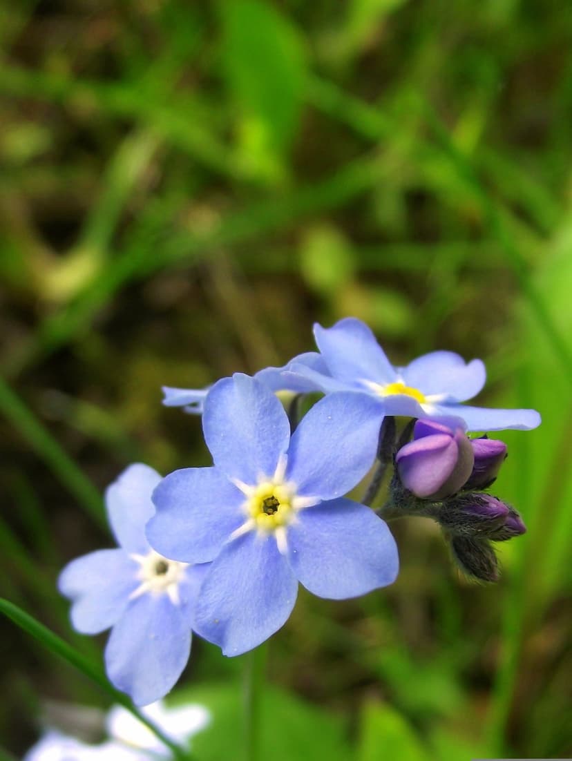 Blue forget-me-not flowers with yellow centers emerge from soft green grass in a sharp macro photography shot.