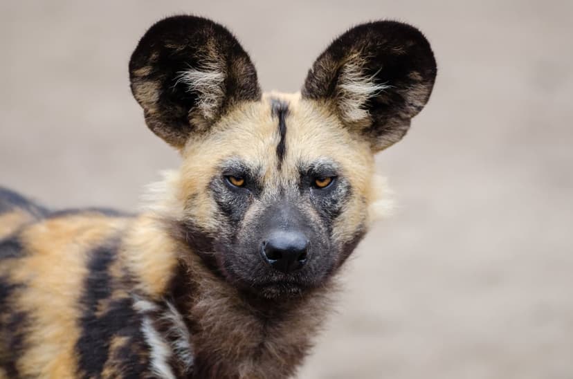African wild dog face with large rounded ears and black, tan, and white mottled fur patterns on a neutral backdrop.