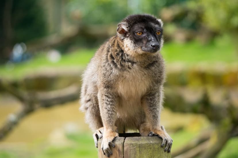 Brown lemur with amber eyes sits on a weathered wooden post against a soft-focus green forest foliage background.