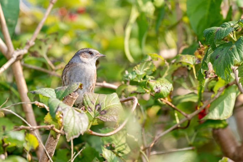 Dunnock bird with grey and brown feathers perching on a thin branch among vibrant green leaves in soft light.