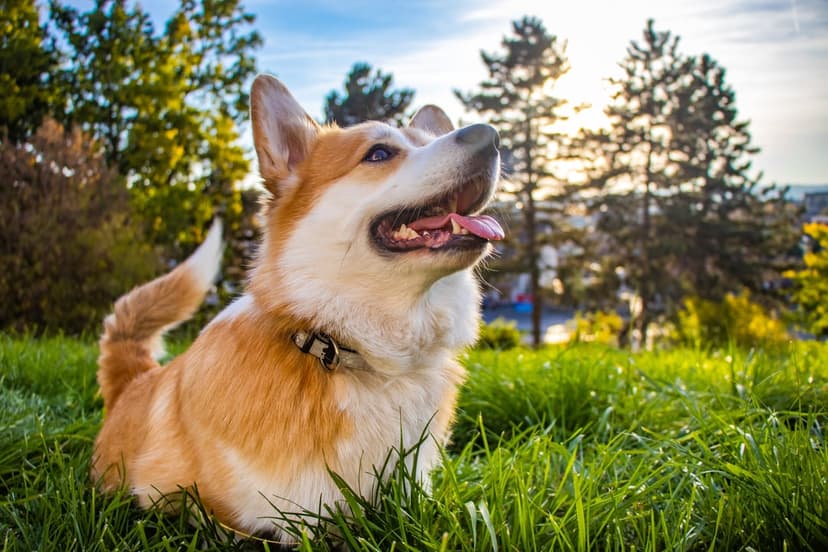 Pembroke Welsh Corgi with perky ears sits in lush green grass as golden sunlight warms its orange and white fur.