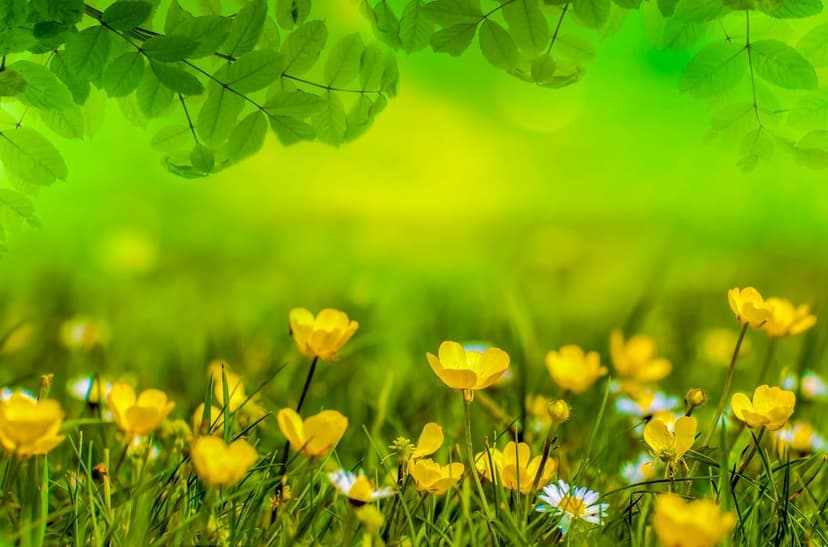 Yellow buttercup wildflowers bloom in a sunlit green meadow with a soft-focus background of blurred foliage.