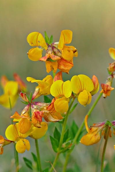 Radiant Yellow Wildflowers Macro Bloom Phone Wallpaper