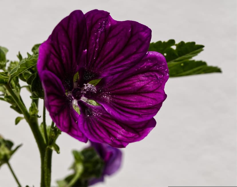 Purple mallow flower with water droplets on its petals against a soft white and green garden background.