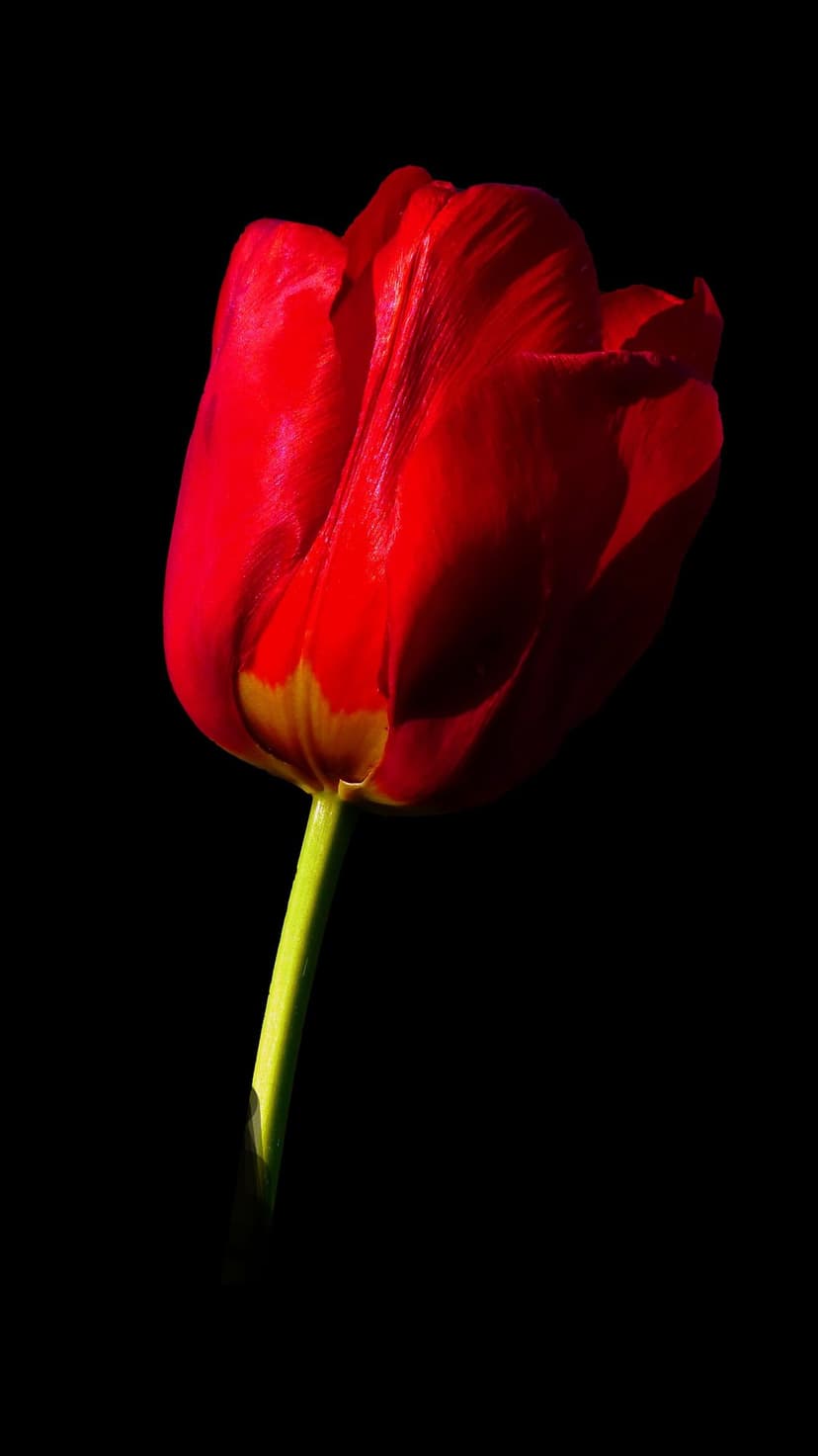 Red tulip flower with soft yellow highlights at the base stands against a solid black background with a green stem.