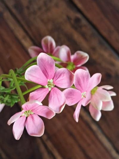 Pink Geranium Floral Bloom on Rustic Wood Phone Wallpaper