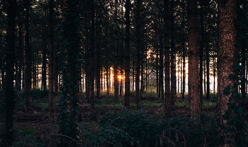 Sunlight rays pierce through dark vertical tree trunks in a dense forest during a warm golden hour sunset.