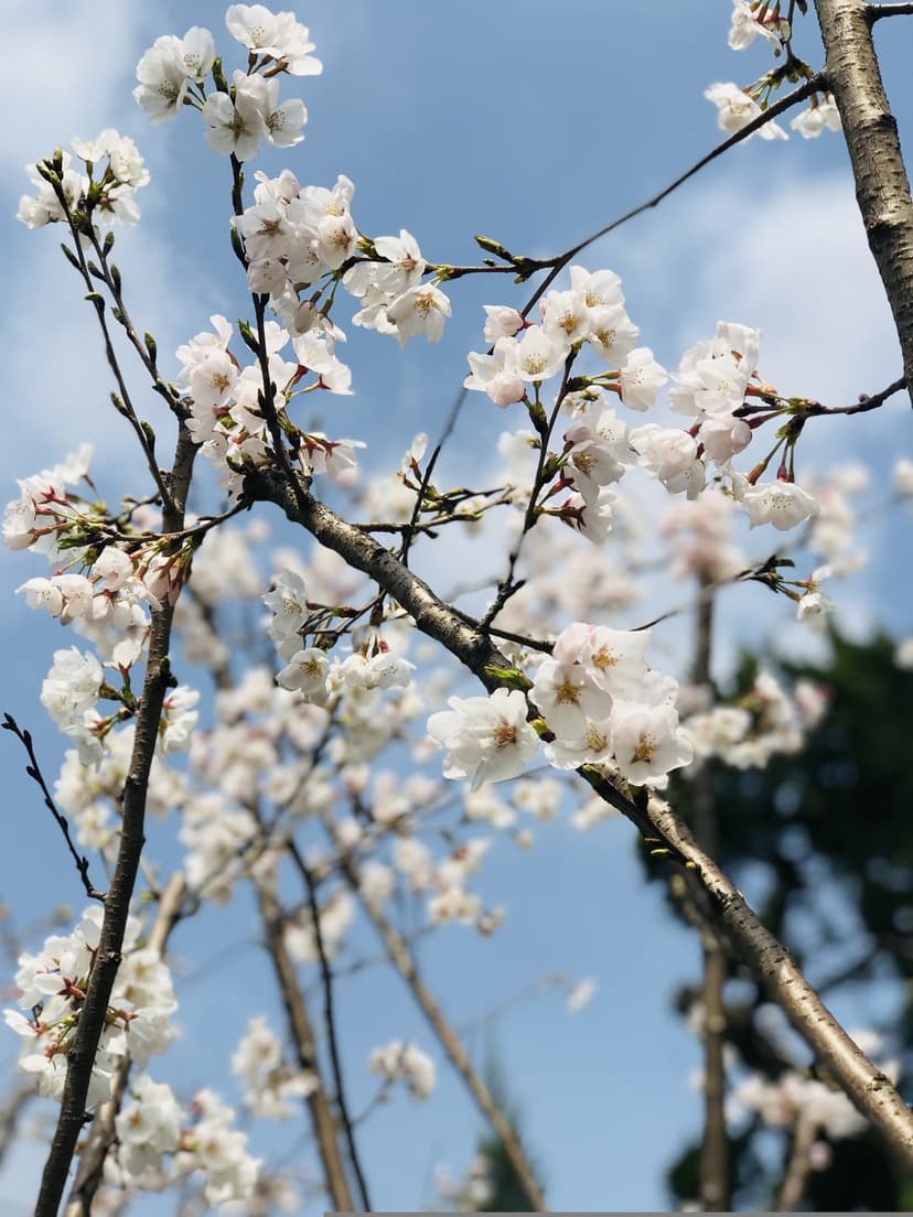 White cherry blossoms bloom on brown branches against a bright blue sky with soft white clouds in high resolution.
