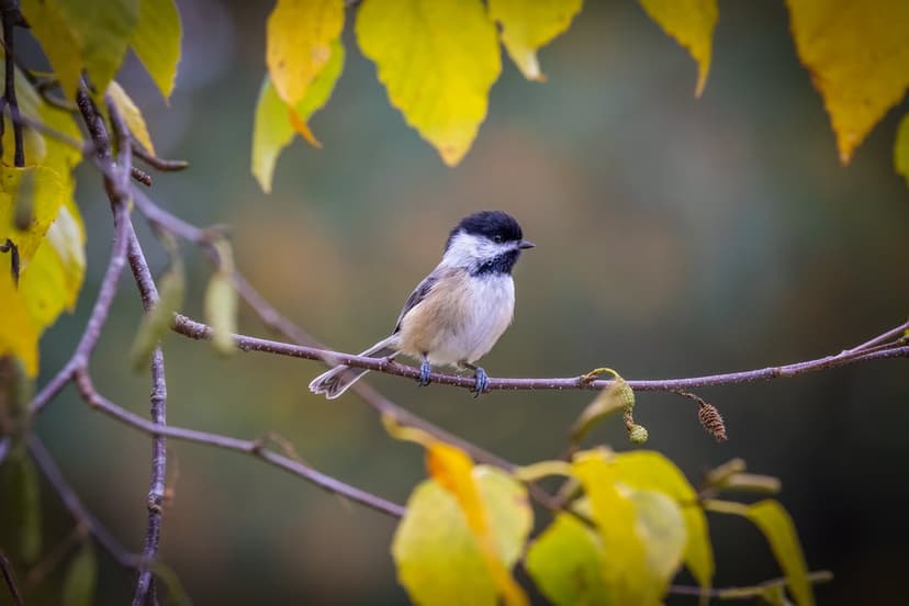 Black-capped chickadee perched on a thin branch surrounded by vibrant yellow autumn leaves in soft focus.